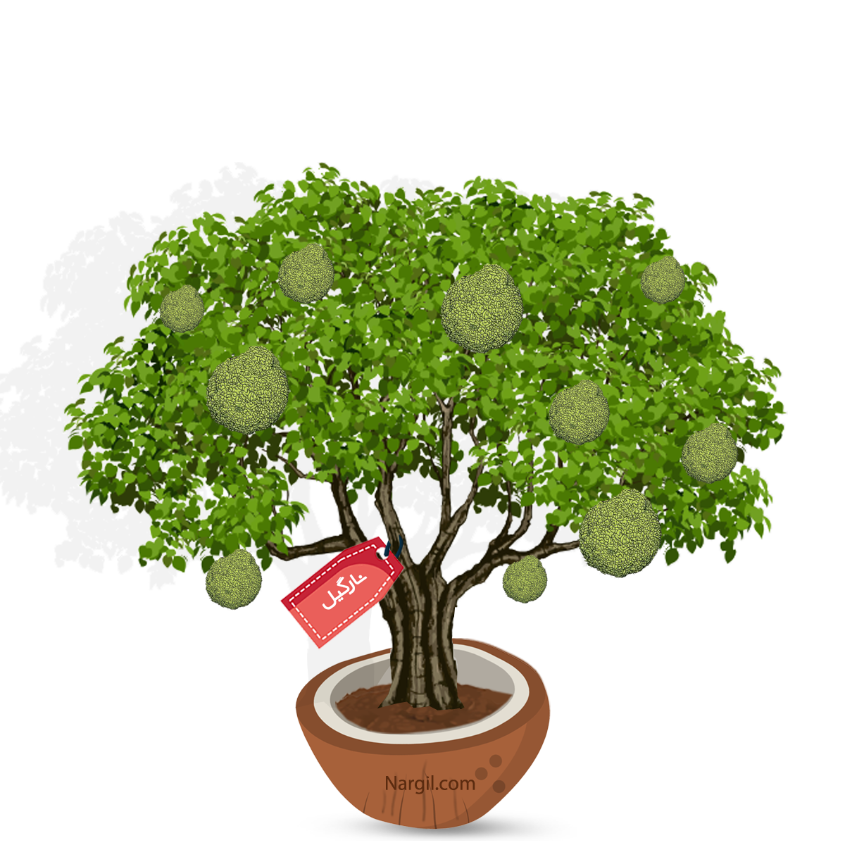  Nargil - Osage-orange / hedge-apple 